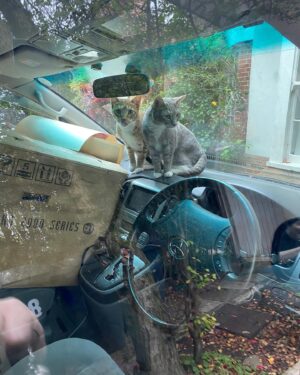 Jonathan Ross Instagram - Loading my van up to go to the office. Left the door open for a minute. Found two stowaways...