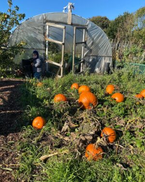 Jonnie Irwin Instagram - Probs should’ve stayed inside with my chest infection but would’ve got too much FOMO missing out on visiting uncle @maccaholmes allotment. Sometimes I need a push and seeing the lads enjoy picking some apples, and pumpkins was superb. Unfortunately feeding @jessofjesmond obsession with Halloween is a downside!
#allotment #homegrown #pumpkin #halloween #familytime #toon #greenfingers