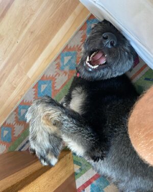 Jonny Lee Miller Instagram - Beasts of summer.  #cat #dog #giantschnauzer #tuxedo #alsoMacho