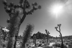 Jordan Connor Instagram - Some good ol’ family fun in Joshua Tree. (Swipe to see actual people… These trees are not my family.)