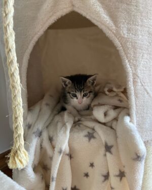 José María Yázpik Instagram - Nuevo integrante. Rescatado de un set, aún sin nombre. Se aceptan propuestas. 🐱