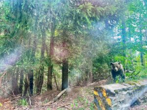 Josef Vrtal Instagram - 16 x blízká setkání medvědího druhu 🐻
#byloto boží 🤎 asi jako potkat poprvé ve volné přírodě  slona 
#fotrnatripu #potkal #medvedy 
#transfagarasan #rumunsko
#directjizda