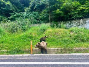 Josef Vrtal Instagram - 16 x blízká setkání medvědího druhu 🐻
#byloto boží 🤎 asi jako potkat poprvé ve volné přírodě  slona 
#fotrnatripu #potkal #medvedy 
#transfagarasan #rumunsko
#directjizda