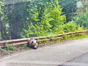 Josef Vrtal Instagram - 16 x blízká setkání medvědího druhu 🐻
#byloto boží 🤎 asi jako potkat poprvé ve volné přírodě  slona 
#fotrnatripu #potkal #medvedy 
#transfagarasan #rumunsko
#directjizda