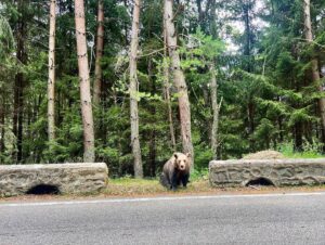 Josef Vrtal Instagram - 16 x blízká setkání medvědího druhu 🐻
#byloto boží 🤎 asi jako potkat poprvé ve volné přírodě  slona 
#fotrnatripu #potkal #medvedy 
#transfagarasan #rumunsko
#directjizda