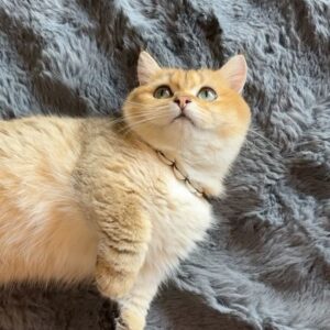 Joseph Angelo Instagram - Home is where the cat is