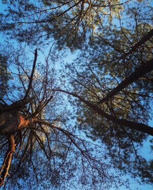 Joséphine Berry Instagram - Escape for the new moon in the enchanted forest and catching the last ray of sunshine 🍃🌚🌞

I had a little reminder from the trees:  root yourself and grow towards the light. ✨. 

#nature #root #newmoon #forest #inspiration #citybreak