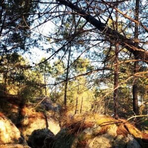 Joséphine Berry Instagram - Escape for the new moon in the enchanted forest and catching the last ray of sunshine 🍃🌚🌞

I had a little reminder from the trees:  root yourself and grow towards the light. ✨. 

#nature #root #newmoon #forest #inspiration #citybreak