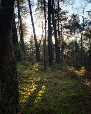 Joséphine Berry Instagram - Escape for the new moon in the enchanted forest and catching the last ray of sunshine 🍃🌚🌞

I had a little reminder from the trees:  root yourself and grow towards the light. ✨. 

#nature #root #newmoon #forest #inspiration #citybreak