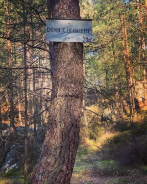 Joséphine Berry Instagram - Escape for the new moon in the enchanted forest and catching the last ray of sunshine 🍃🌚🌞

I had a little reminder from the trees:  root yourself and grow towards the light. ✨. 

#nature #root #newmoon #forest #inspiration #citybreak