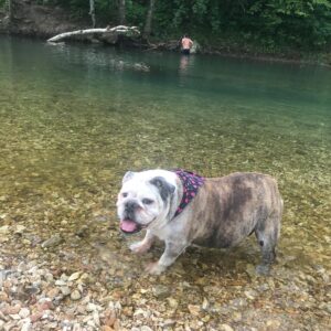 Josh Henderson Instagram - Well today is a rough one. I’m in shock. We lost my precious lil girl Sadie today.. most of y’all know She was my little angel. I just lost a piece of my heart.. But I know she’s already up in heaven chasing balls around. Love you Sadie girl 💔💜