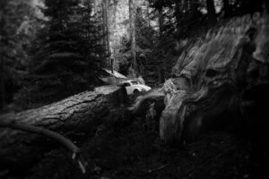 Josh Stewart Instagram - biggest bug I ever saw in the woods