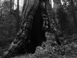 Josh Stewart Instagram - There was something about those woods the first time I walked in them. Those trees. So many things, but mostly the sequoias felt like home.
I couldn’t be more honored to join the @sequoiaparksconservancy as an ambassador.