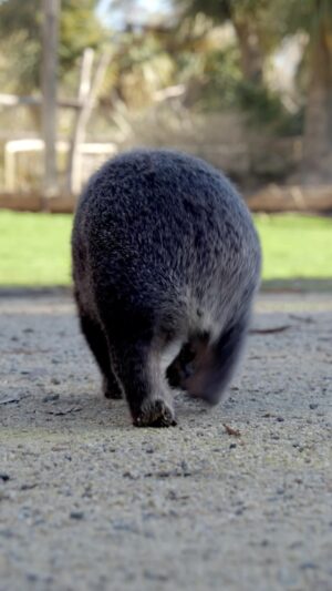 Josh Thomas Instagram - Ever wanted to walk a wombat? Swap your day job for an Odd Job in Tasmania. Apply and view all Odd Jobs via the link in our bio.