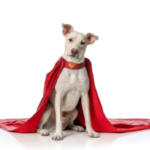 Joshua Orpin Instagram - Introducing the newest Krypto: Pepsi!

This little guy is only young, but he's already a superstar... with an incredible backstory. He was found as a stray in Missouri and taken to a shelter, where he was at risk of being euthanised. Saved by @lucky13rescue and fostered at a boarding kennel, he was finally adopted into a loving home with trainer Melissa Millett - to play Krypto in our third season of Titans. 

He was small, timid and lacking socialization, but very fortunately made it out of the US and was delivered to Melissa   the Krypto team one week before the pandemic hit. 

To top it all off, he also tested positive for Heartworm. The delays we experienced due to Covid-19 this year gave him the time he needed to recover and train. 

Now healthy, happy and brave, Pepsi is killing it in front of the camera this season 💪

We are all so proud and thankful for his resilience and courage, this fella is about as close as you can get to a real life superhero! Can't wait for you to see him on your screens in 2021. 

This just goes to show that all animals have potential, and deserve a second chance! If you're thinking about adopting, please check your local shelters and rescue organisations for your next family member and best friend.

Shout out to @lucky13rescue for saving his life and the lives of many more dogs in need!

Swipe right for an exclusive behind the scenes pic of me at work, shooting #titansseason3. Yes, this is a real scene and yes, believe it or not, this is professional acting.