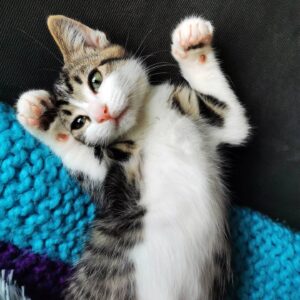 Joshua Orpin Instagram - Got a cat
Here's too many pictures of the cat
#cat

@achilleswiththebigtum

Thanks @pat_pawsandtailsrehoming!