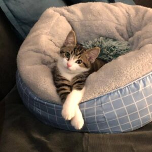 Joshua Orpin Instagram - Got a cat
Here's too many pictures of the cat
#cat

@achilleswiththebigtum

Thanks @pat_pawsandtailsrehoming!