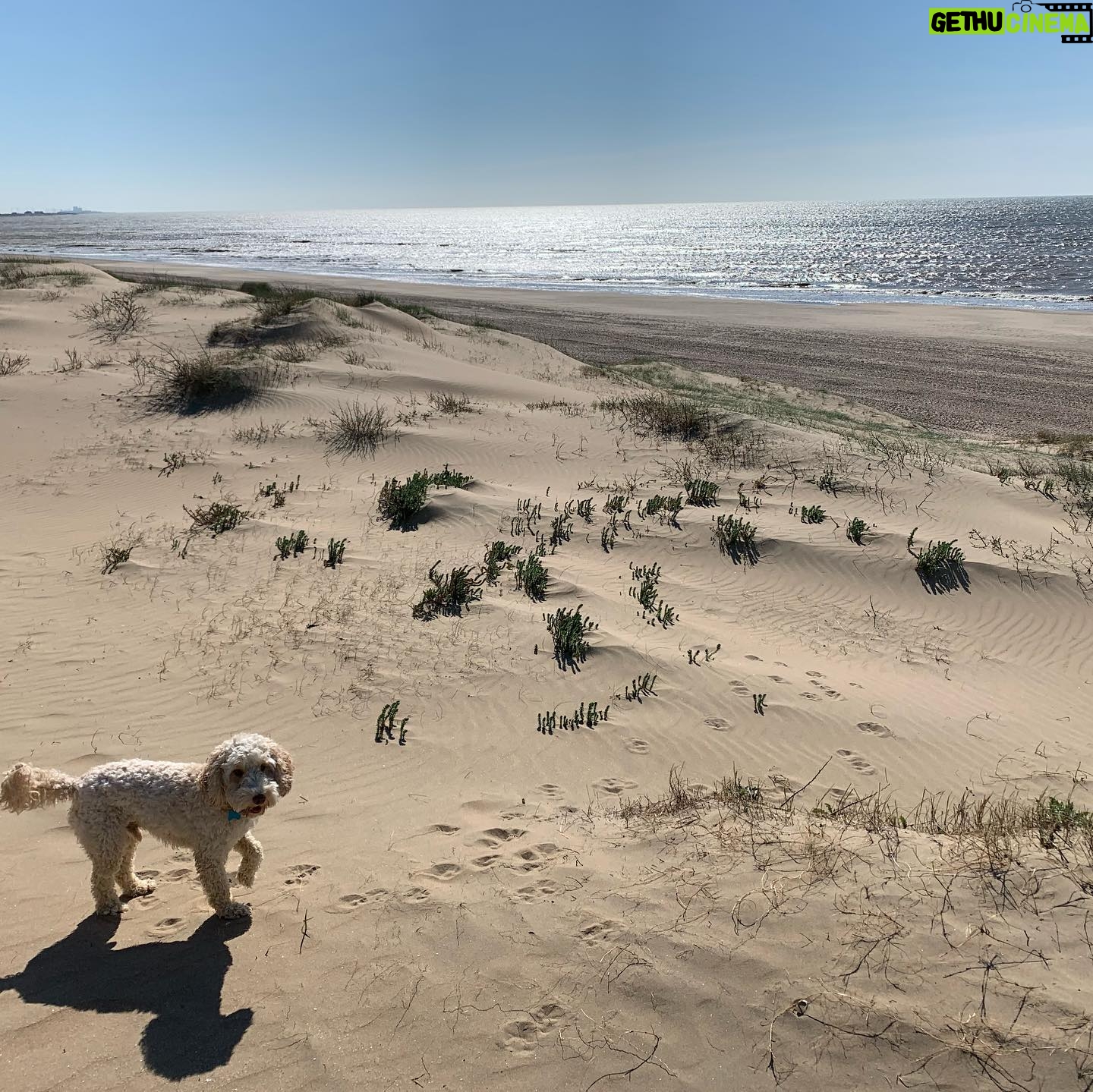 Judi Shekoni - 211 Likes - Beach life and Bertie