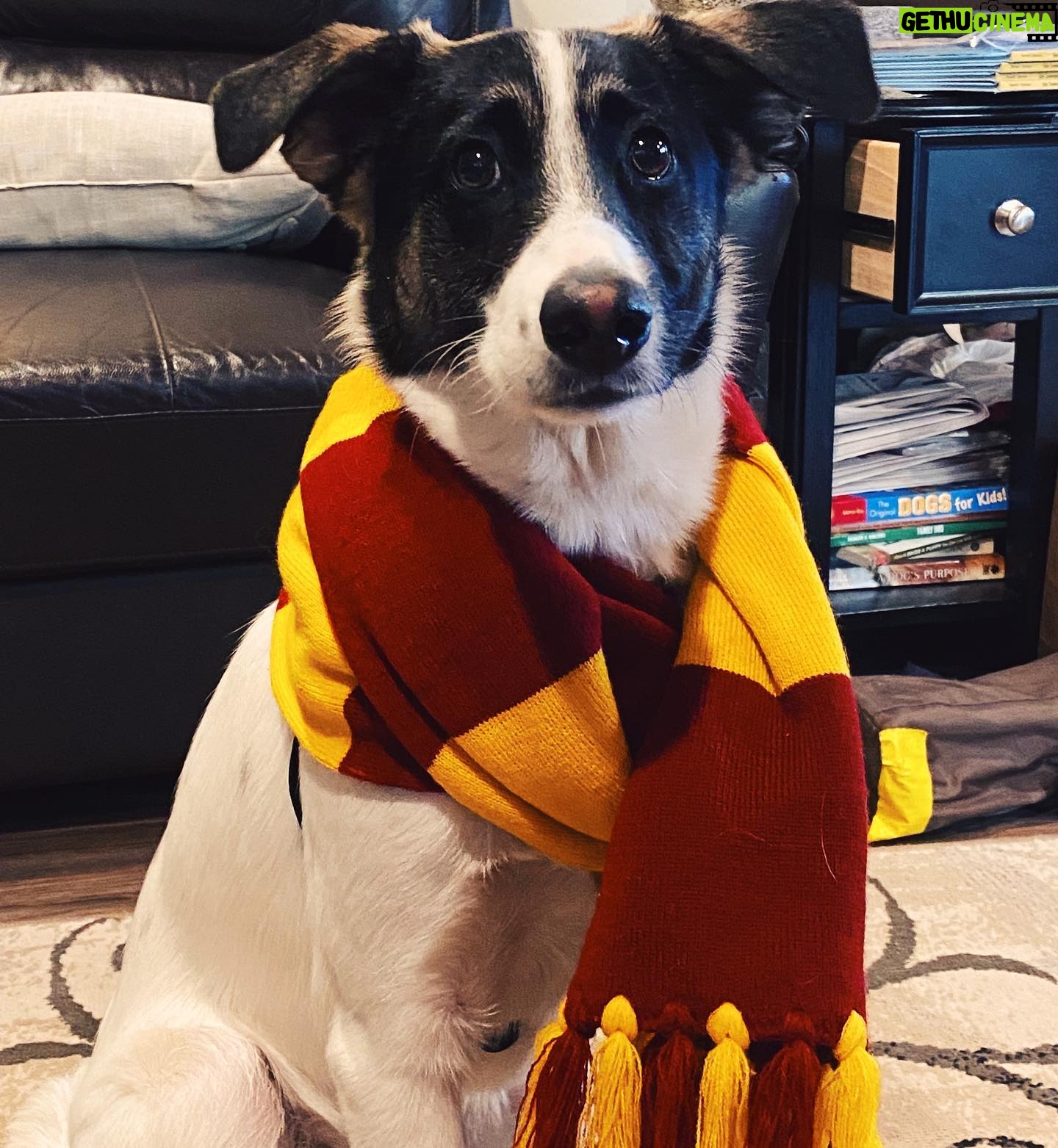 Jules Medcraft - 428 Likes - Attempted Slytherin hit by a bludger. Fred Weasley won. Ten points for Gryffindor.