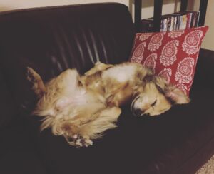 Jules Medcraft Instagram - My heart is so sad 💔 we had to say goodbye to our little April yesterday. Lots of tears and kisses. She will always hold a special place in my heart. Miss you, silly girl ❤️
