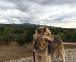 Jules Medcraft Instagram - My heart is so sad 💔 we had to say goodbye to our little April yesterday. Lots of tears and kisses. She will always hold a special place in my heart. Miss you, silly girl ❤️