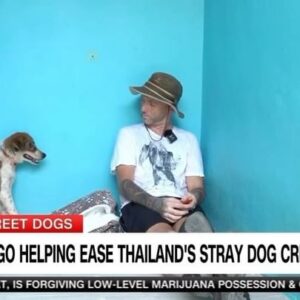 Julia Chatterley Instagram - “I started off thinking that feeding the dogs was really important, and we still do, but to stop the suffering, you need to turn the tap off.”

@niall.harbison CEO of @wearehappydoggo discusses his mission to save the world’s streets dogs by providing sterilization, food, shelter, emergency medical care, and love.

“Dogs have wonderful resilience.”