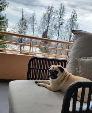 Julián Elfenbein Instagram - Y así pasamos la tarde con mi bebé  tranquilos en casa. 

Esperando la lluvia juntitos los dos con la gorda RITA de mi 💜.

Buena y mojada semana para todas y todos 💭💦.

Se me cuidan porfa.

#RITA 
#lluvia
