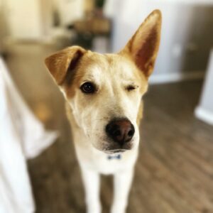 Julian Hilliard Instagram - Happy FRY-YAY 🎉

Welcome our newest member of the family Philip J. Fry! 

“FRY” for short 🐶 and he even has the same floppy ear as Billie!

#adoptdontshop #bestfriends #boysbestfriend #friyay