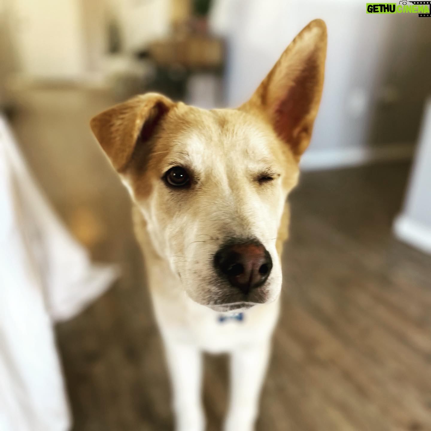 Julian Hilliard - 6.4K Likes - Happy FRY-YAY š
Welcome our newest member of the family Philip J. Fry!
āFRYā for short š¶ and he even has the same floppy ear as Billie!
#adoptdontshop #bestfriends #boysbestfriend #friyay
