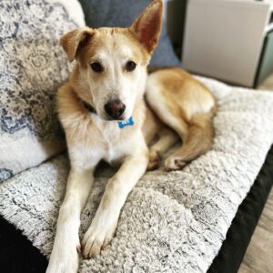 Julian Hilliard Instagram - Happy FRY-YAY 🎉

Welcome our newest member of the family Philip J. Fry! 

“FRY” for short 🐶 and he even has the same floppy ear as Billie!

#adoptdontshop #bestfriends #boysbestfriend #friyay