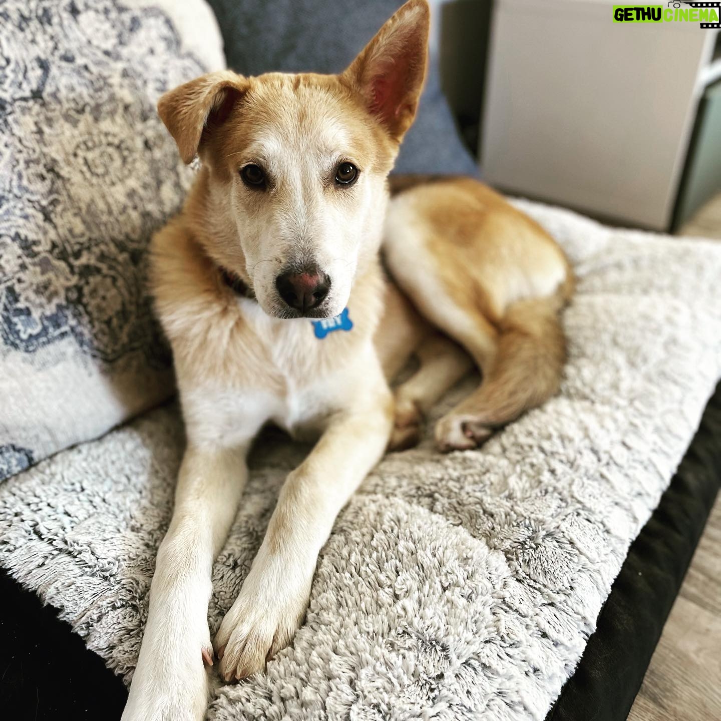 Julian Hilliard - 6.4K Likes - Happy FRY-YAY š
Welcome our newest member of the family Philip J. Fry!
āFRYā for short š¶ and he even has the same floppy ear as Billie!
#adoptdontshop #bestfriends #boysbestfriend #friyay