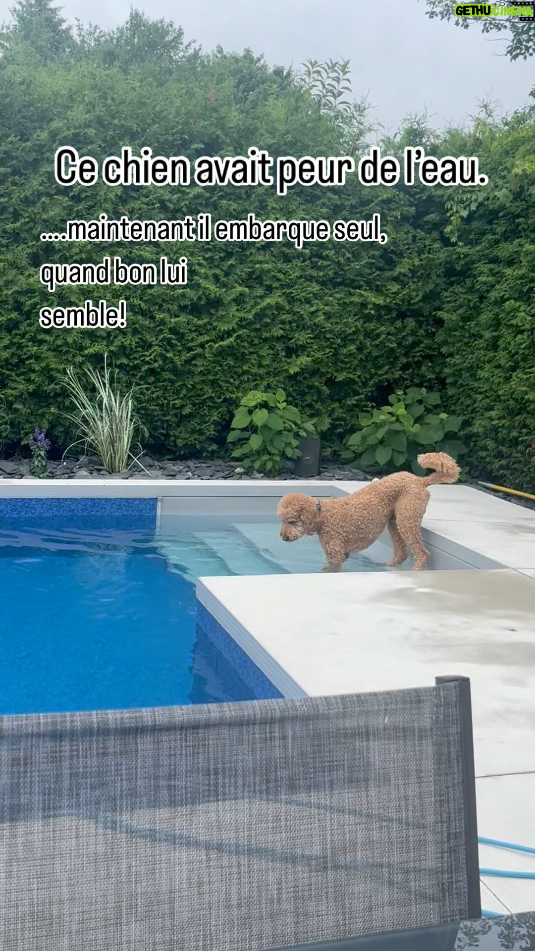 Julie Houle - 408 Likes - #Angus craignait l’eau. Patience, persévérance, après 3 étés, il embarque maintenant seul dans la piscine quand bon lui semble! Merci @bernardgrenon (quand tu as une idée en tête hen!) 🏊♂️ 🐕 💦