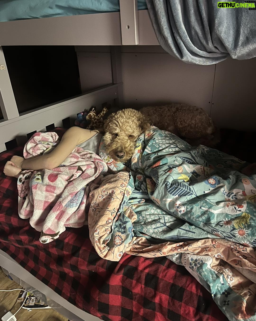 Julie Houle - 390 Likes - Toujours un peu entrain de dormir collé (ou carrément embarqué) sur quelqu’un.
🫶🏼🐕😍🤎