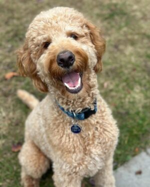 Julie Houle Instagram - Bon lundi ! 🐕🤎#mondaymorning #lundi #goldendoodle #chienchien #angus