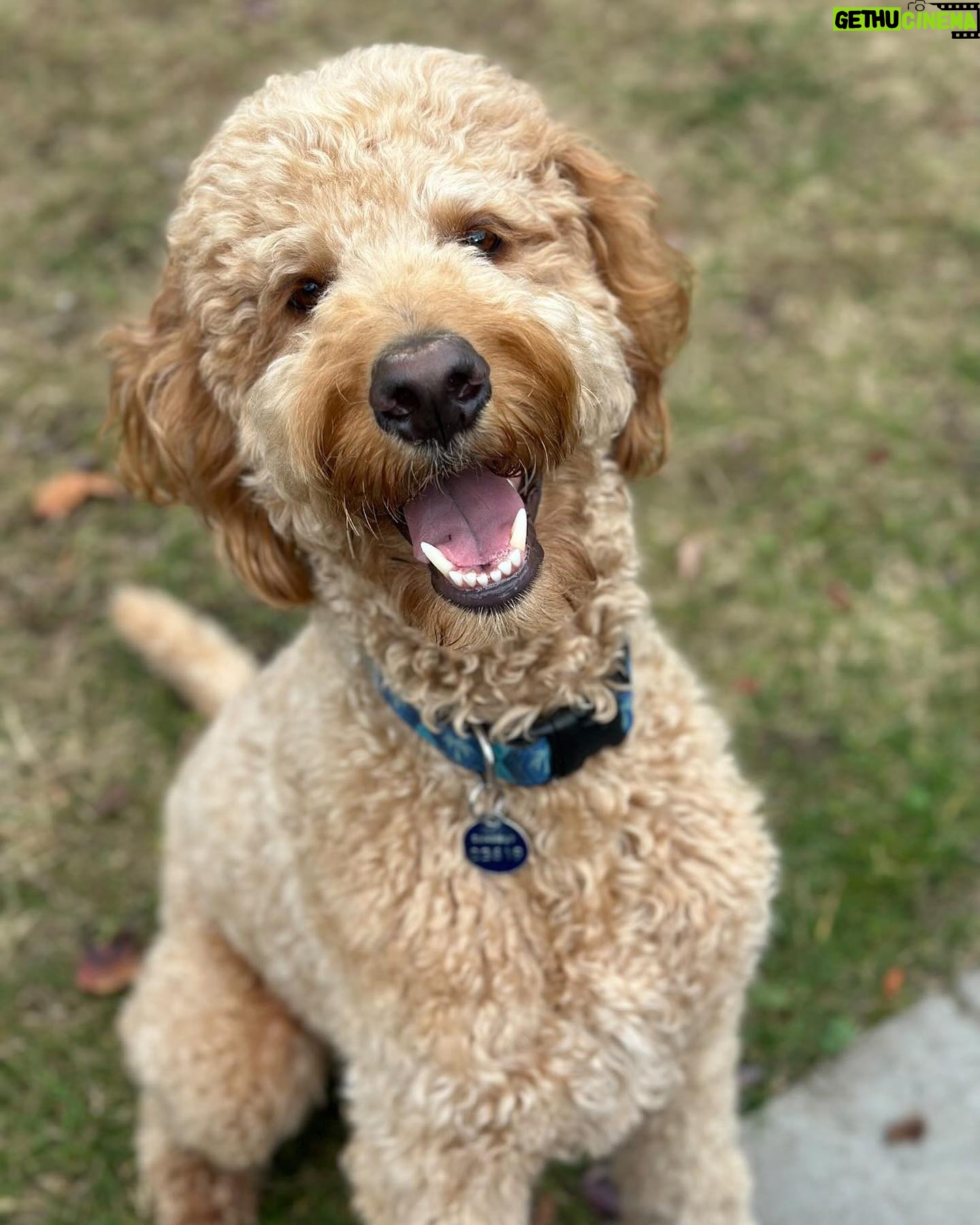 Julie Houle - 291 Likes - Bon lundi ! 🐕🤎#mondaymorning #lundi #goldendoodle #chienchien #angus