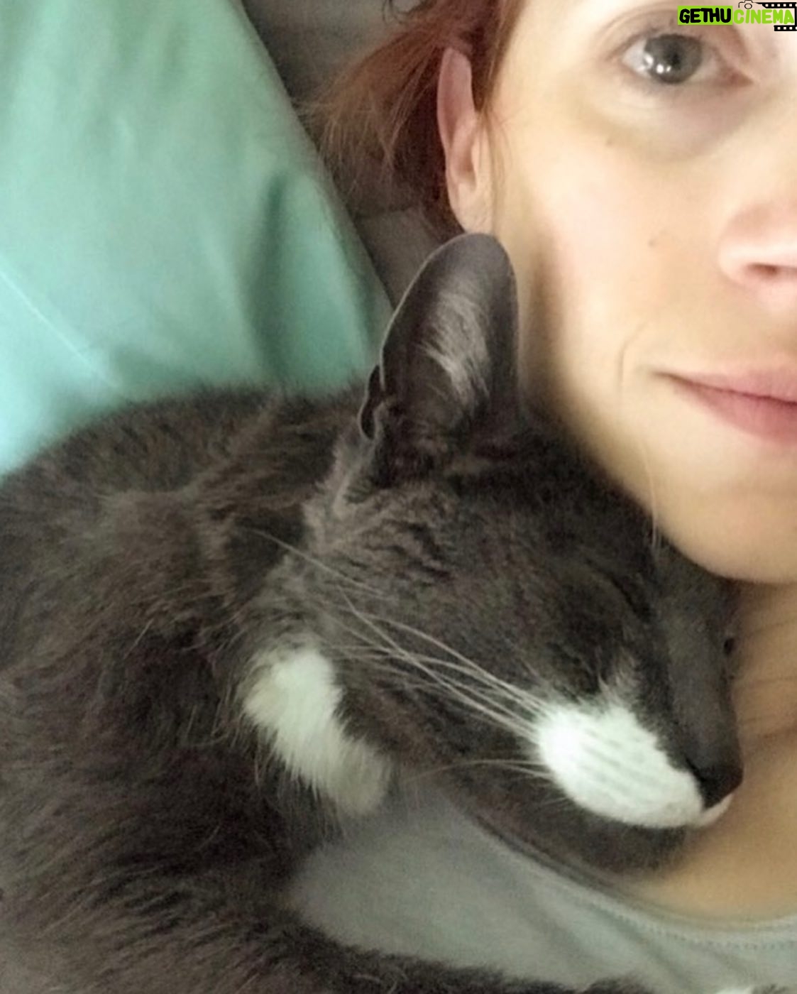 Julie McNiven - 1.9K Likes - Said goodbye to my first baby this morning. He was incredibly smart (sometimes too smart), his eyes were deep and his love was intense. Grateful for 15 years of cuddles and companionship. Love you Clovis. ❤️💔