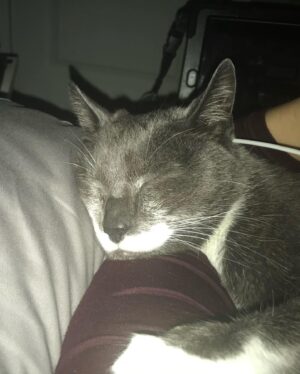 Julie McNiven Instagram - Said goodbye to my first baby this morning. He was incredibly smart (sometimes too smart), his eyes were deep and his love was intense.  Grateful for 15 years of cuddles and companionship. Love you Clovis. ❤️💔