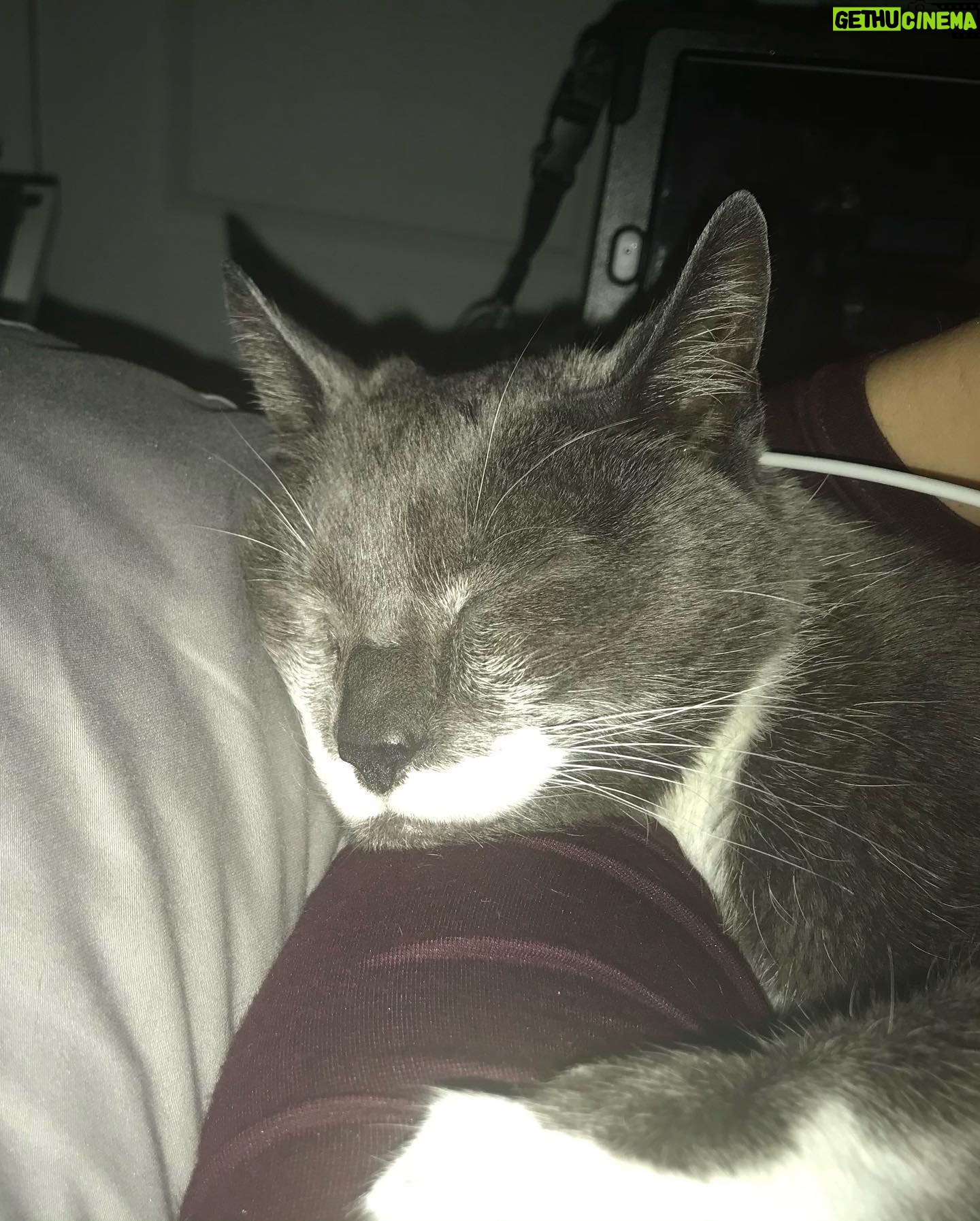 Julie McNiven - 1.9K Likes - Said goodbye to my first baby this morning. He was incredibly smart (sometimes too smart), his eyes were deep and his love was intense. Grateful for 15 years of cuddles and companionship. Love you Clovis. ❤️💔