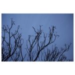 Juliet Rylance