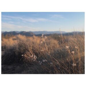 Juliet Rylance Instagram - Grateful ‘Home’ is here. 🤍 
#desertsolitaire #27days #stayhome