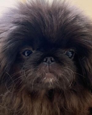 Julio Torres Instagram - The life in those eyes!!