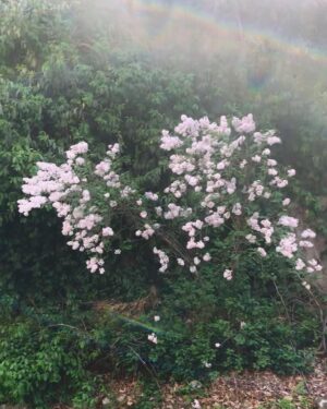 Jung Hoe-ryn Instagram - 🌸