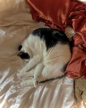 Justina Adorno Instagram - Look at my son 

#catsby #bodegacat