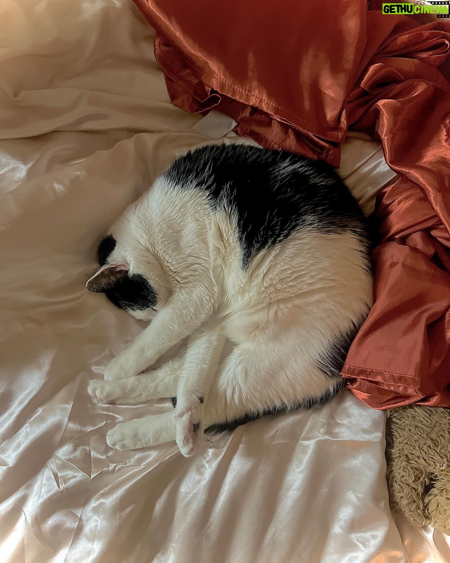 Justina Adorno - 3 Likes - Look at my son
#catsby #bodegacat