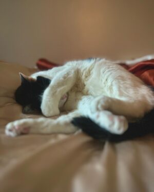 Justina Adorno Instagram - Look at my son 

#catsby #bodegacat