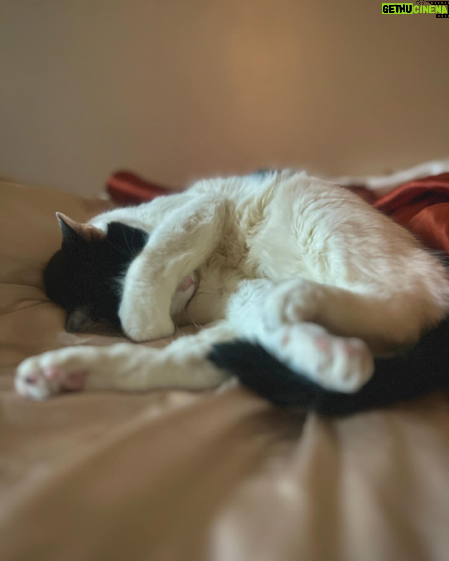 Justina Adorno - 3 Likes - Look at my son
#catsby #bodegacat