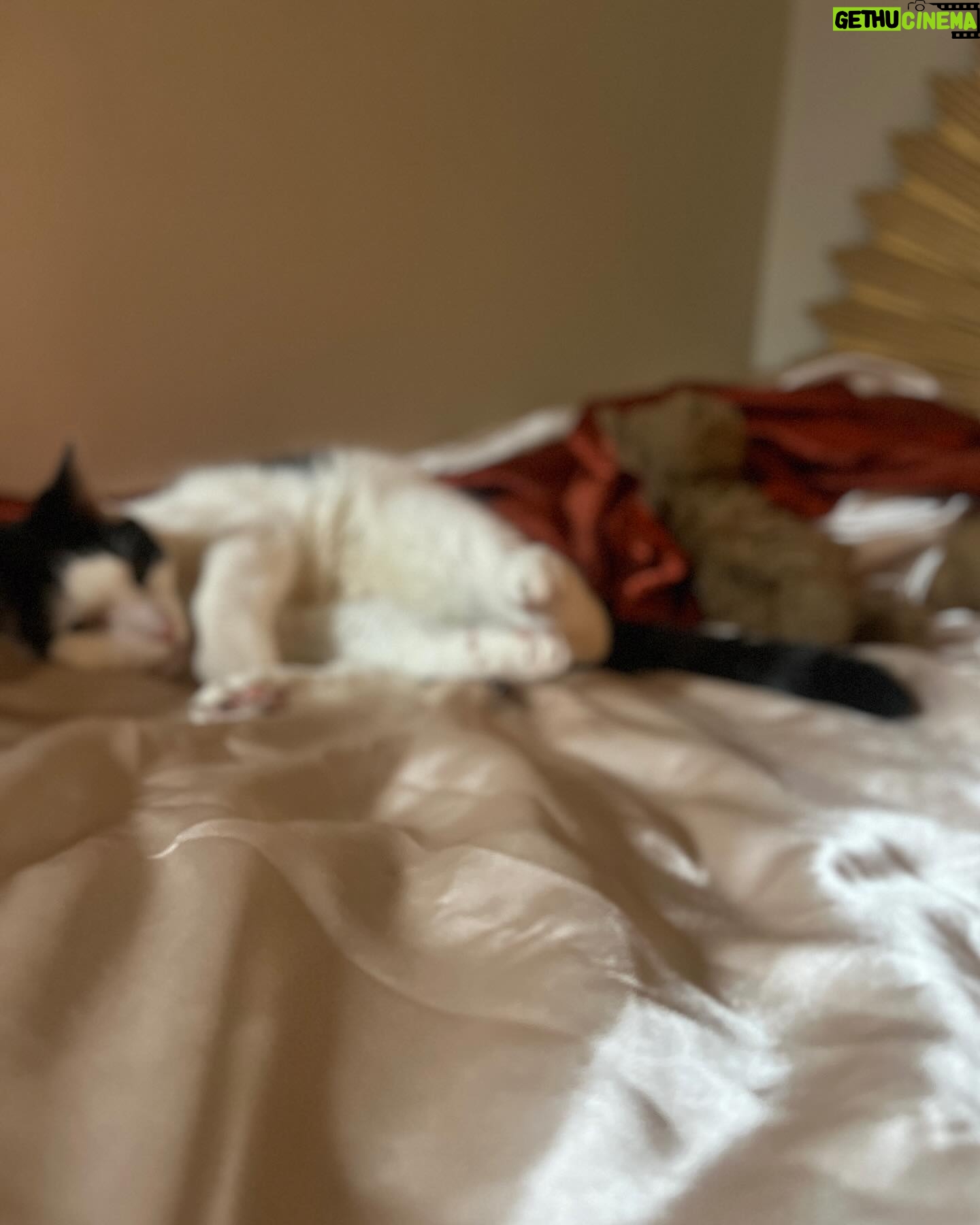 Justina Adorno - 3 Likes - Look at my son
#catsby #bodegacat