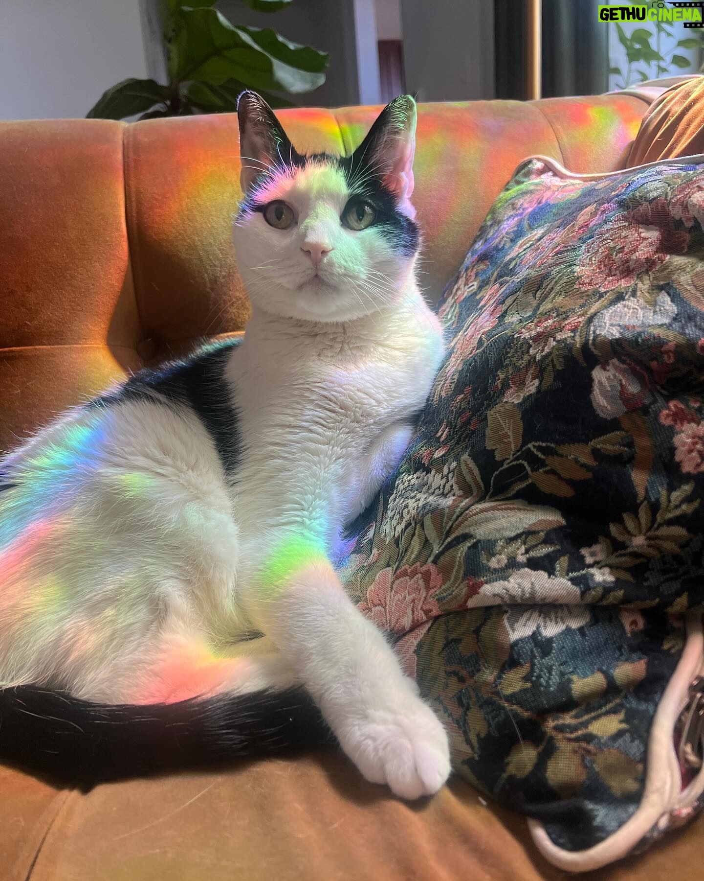 Justina Adorno - 3 Likes - Look at my son
#catsby #bodegacat
