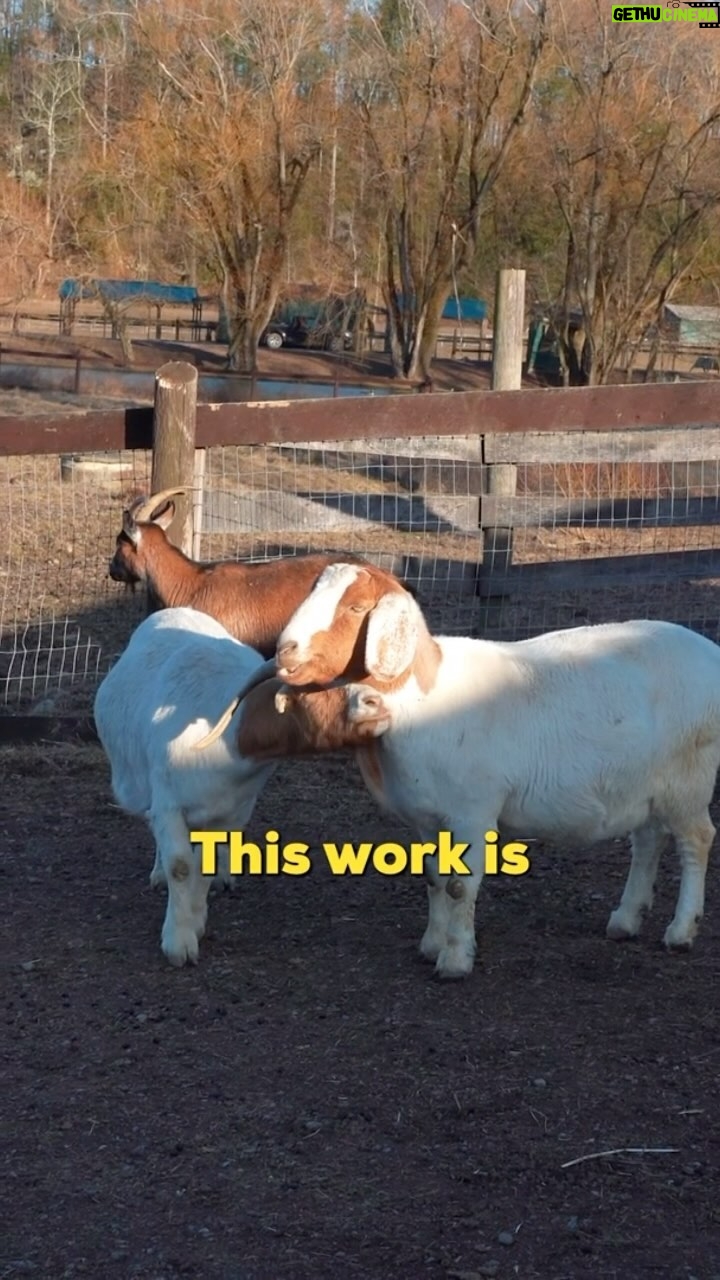 Justina Adorno - 491 Likes - Beneath outer differences, we are all the same. ❤️@kathystevens26
New episode of Jamie’s Corner coming to YouTube soon.
📍 @catskill_animal_sanctuary
