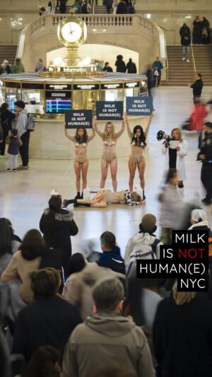 Justina Adorno Instagram - Jamie Logan brings the ‘Milk Is Not Humane’ art installation to NYC

Actress Justina Adorno joined as a ‘milked woman’, using art to create a world where nonhumans are given the same moral consideration as humans.

This powerful work sheds light on the suffering humans inflict on nonhuman animals in the dairy industry. There are approximately 270 million cows enslaved in the dairy industry worldwide. They are forcibly impregnated, tortured, have their daughters stolen from them, their sons slaughtered, live a 1/3 of their natural lifespan and continue to be exploited even after their short lives are taken from them due to exhaustion and lameness making them no longer ‘profitable’, by having their remains sold off cheaply for ‘meat’.

WE WILL NOT BE SILENCED. #endspeciesism

The installation will be performed in various cities globally throughout 2024.

Huge thanks and respect to everyone involved to speak up and fight for animal liberation through this work 🙏🏼♥️

@rachel_levy_ejsmont 
@Raul_armas_ 📸
@ChristinaF214
@Itsjamielogan
@Drewmgardner
@Claire_deshaies
@Lbcrueltyfree
@Mleenycx
@vegansusanclarke 

#animalrights #culturejamming #dairyindustry  #milk #cows #animalliberation #artinstallation #newyorkcity